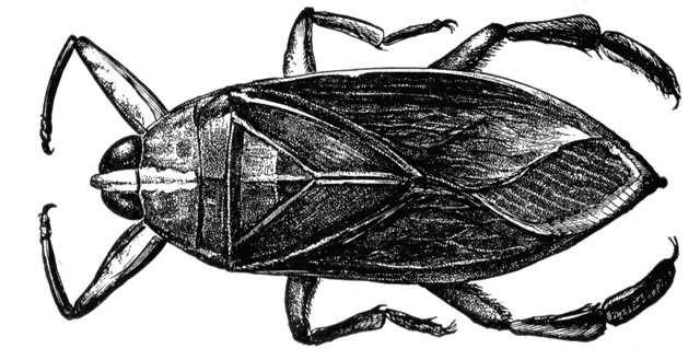 Bug clipart water beetle, Bug water beetle Transparent FREE.