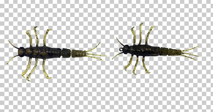 Insect Mayfly Nymph Larva PNG, Clipart, 3 D, Animals.