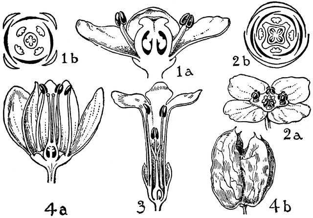 Orders of Aquifoliaceae, Celastraceae, Stackhousiaceae, and.