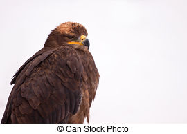 Stock Images of The Steppe Eagle (Aquila nipalensis).