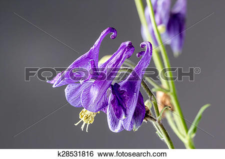 Stock Images of Aquilegia vulgaris European Columbine, Common.
