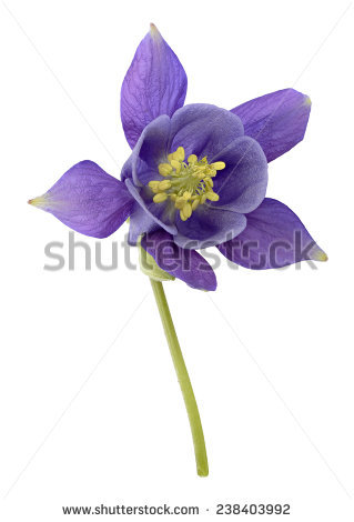 violet Columbine" Stock Photos, Royalty.