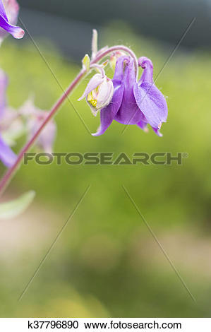 Stock Photography of Aquilegia vulgaris k37796890.