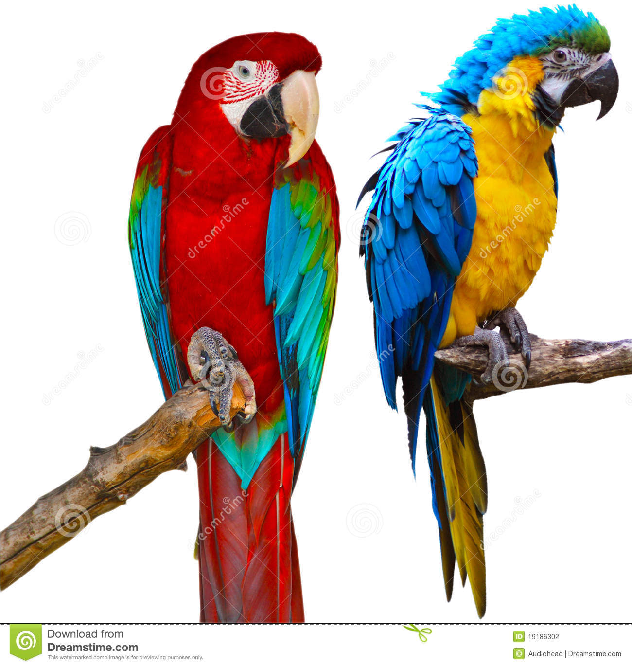 Ara Parrots Stock Photography.