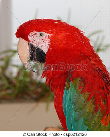 Pictures of ara macao, scarlet macaw parrot csp8212428.