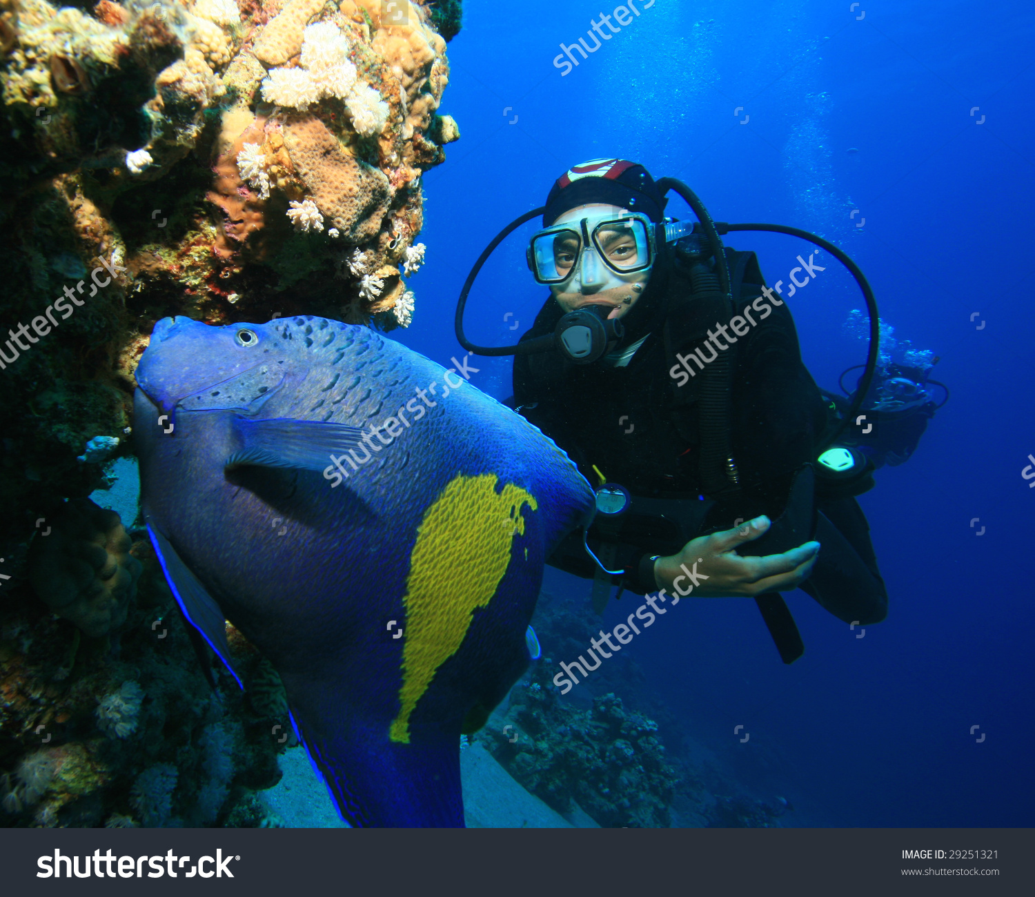 Arabian Angelfish Pomacanthus Maculosus Scuba Diver Stock Photo.