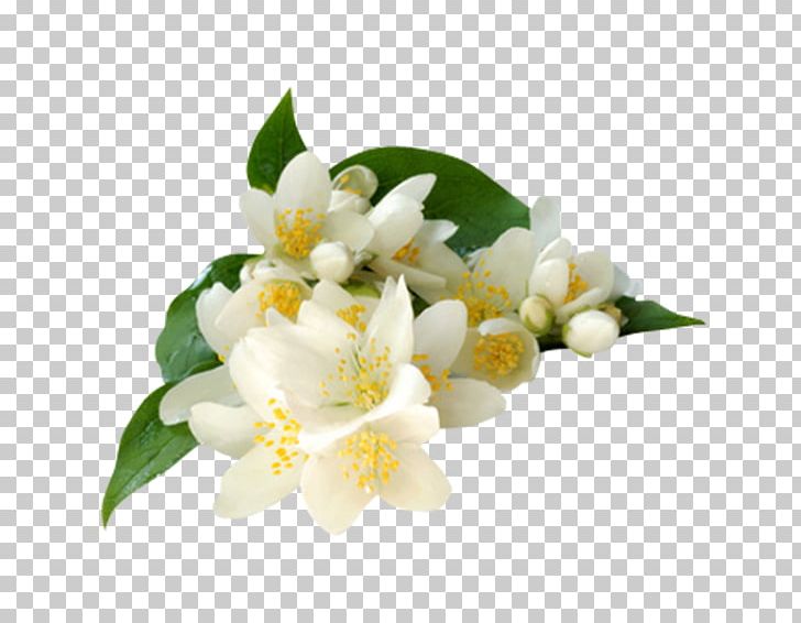 Arabian Jasmine Jasminum Grandiflorum Jasminum Polyanthum.