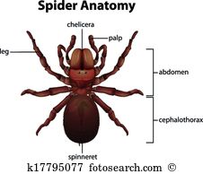 Araneae Clip Art EPS Images. 20 araneae clipart vector.