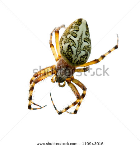 aculepeira Ceropegia Arachnida" Stock Photos, Royalty.