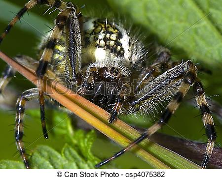 Stock Photo of portrait of the oak spider (Aculepeira ceropegia.
