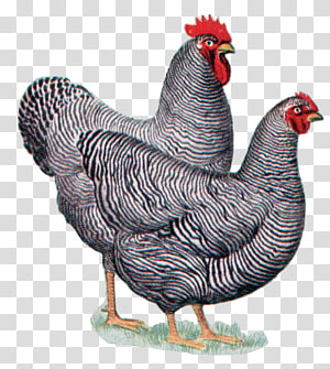 Plymouth Rock chicken transparent background PNG cliparts.