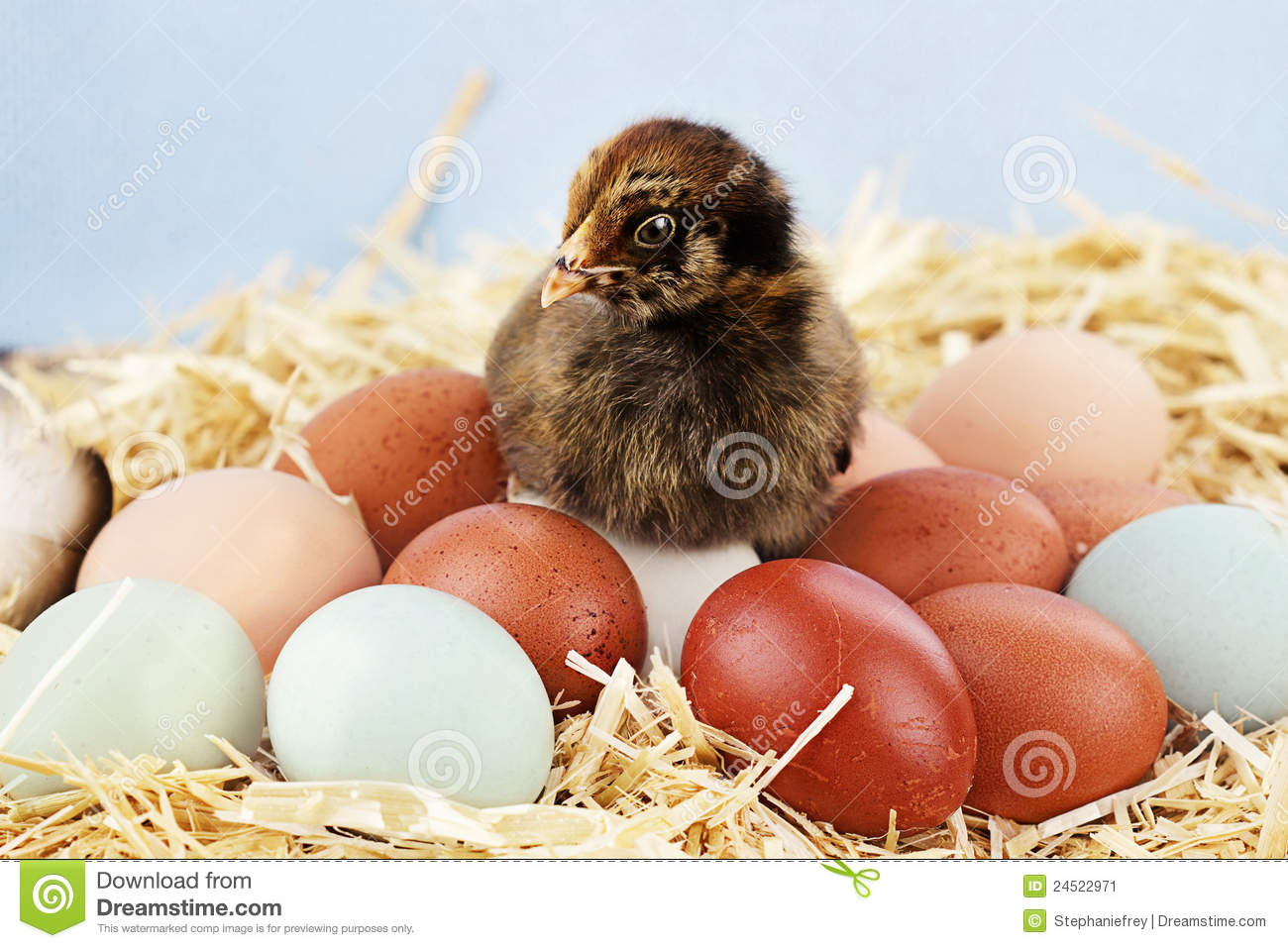 Araucana Chick And Eggs Stock Image.