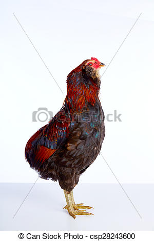 Stock Photography of Male Rooster Araucana Easter egger breed in.
