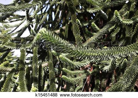 Pictures of Monkey tree, Araucaria araucana k15451488.