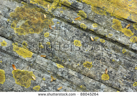 Fossil Growth Rings Petrified Tree Trunk Stock Photo 88045258.