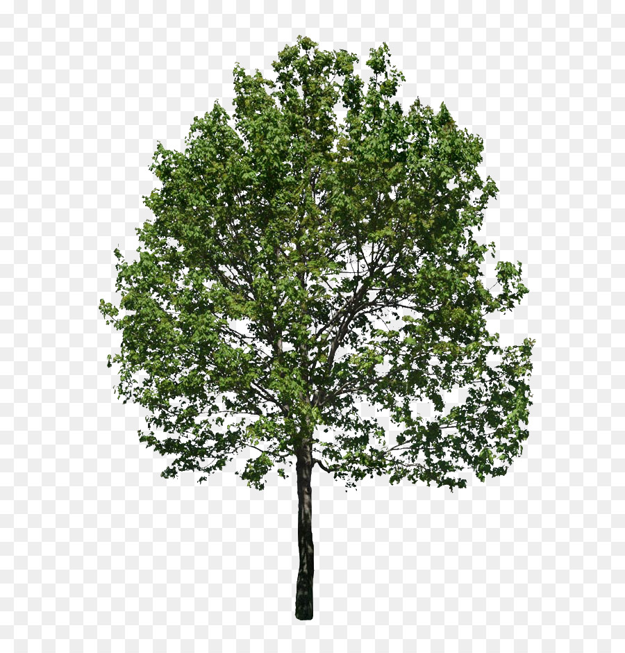 arbol png 20 free Cliparts | Download images on Clipground 2024