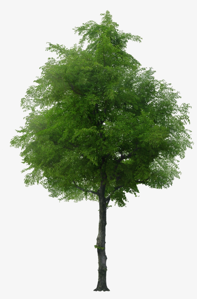 arbre png 20 free Cliparts | Download images on Clipground 2021
