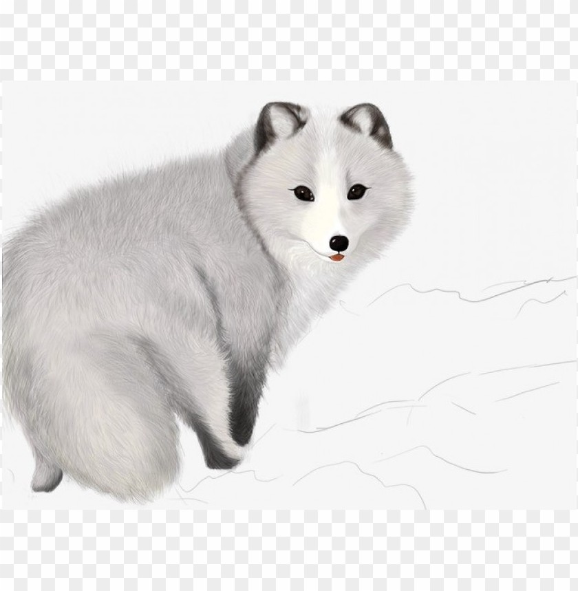 Download a fox, arctic fox, cut clipart png photo.