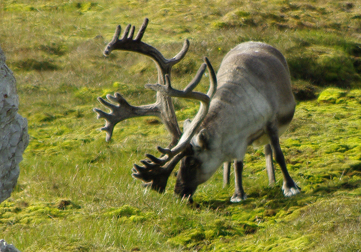 Reindeer of the Arctic, Facts and Adaptations.