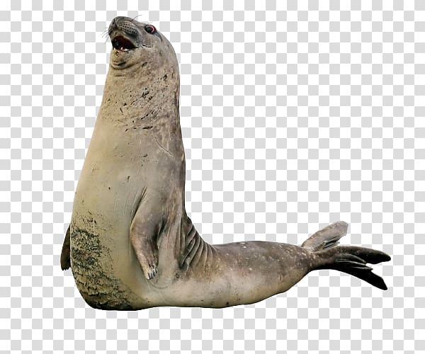 Sea lion Walrus Harbor seal Earless seal Rhinoceros, walrus.