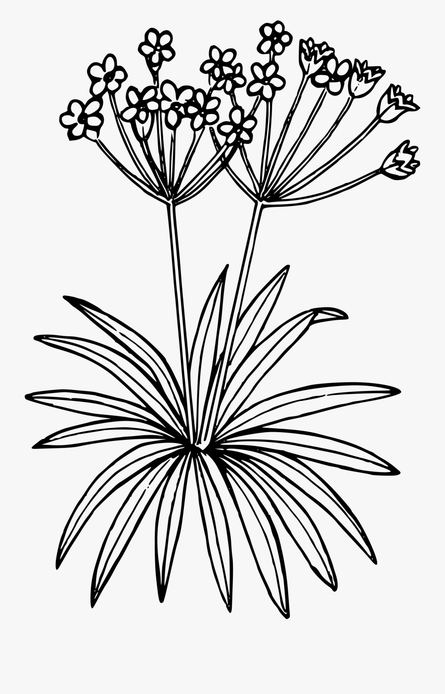 Arctic Flower Cliparts.