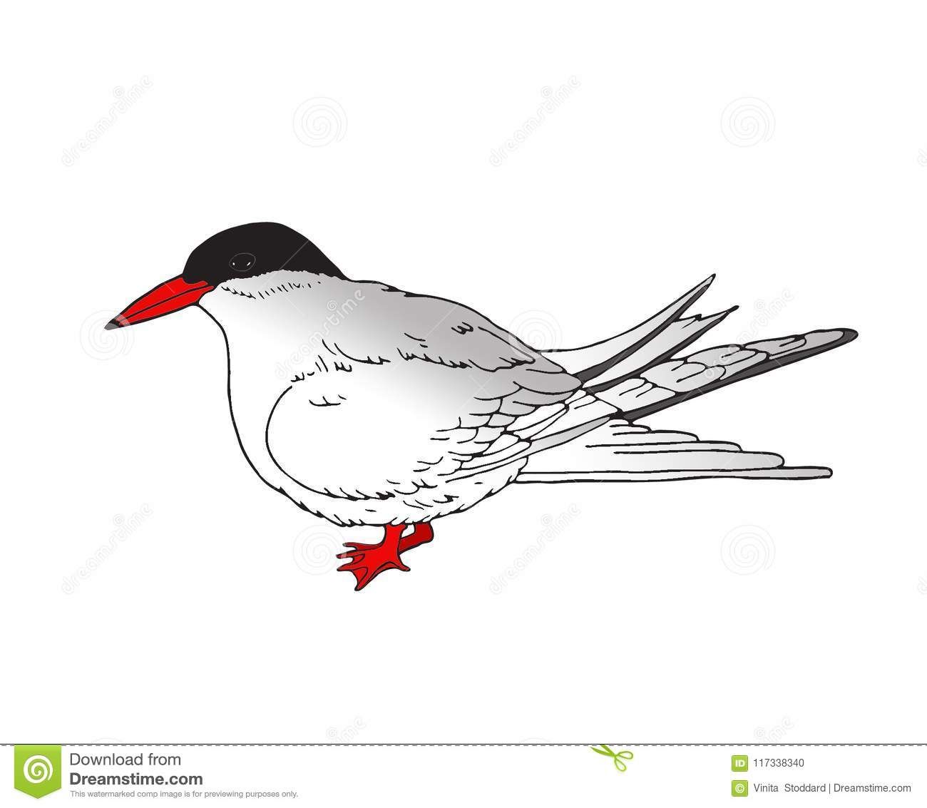 Detailed Illustration Of An Arctic Tern Stock Illustration.