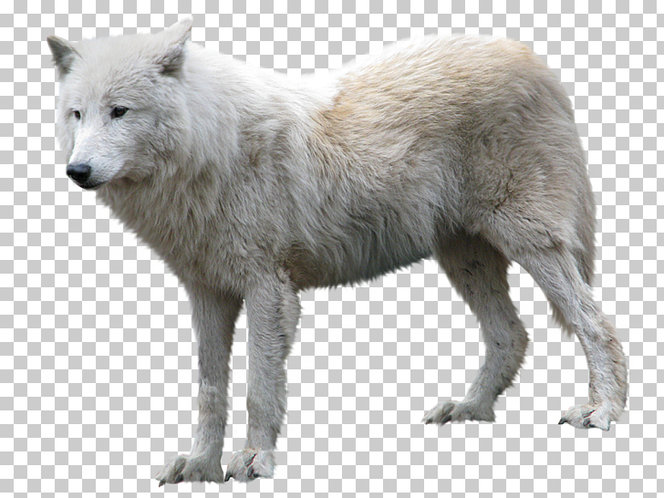 Arctic wolf , Wolf , white wolf PNG clipart.