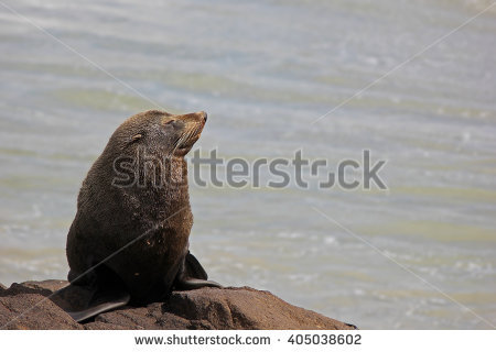 Fur Seal Stock Photos, Royalty.