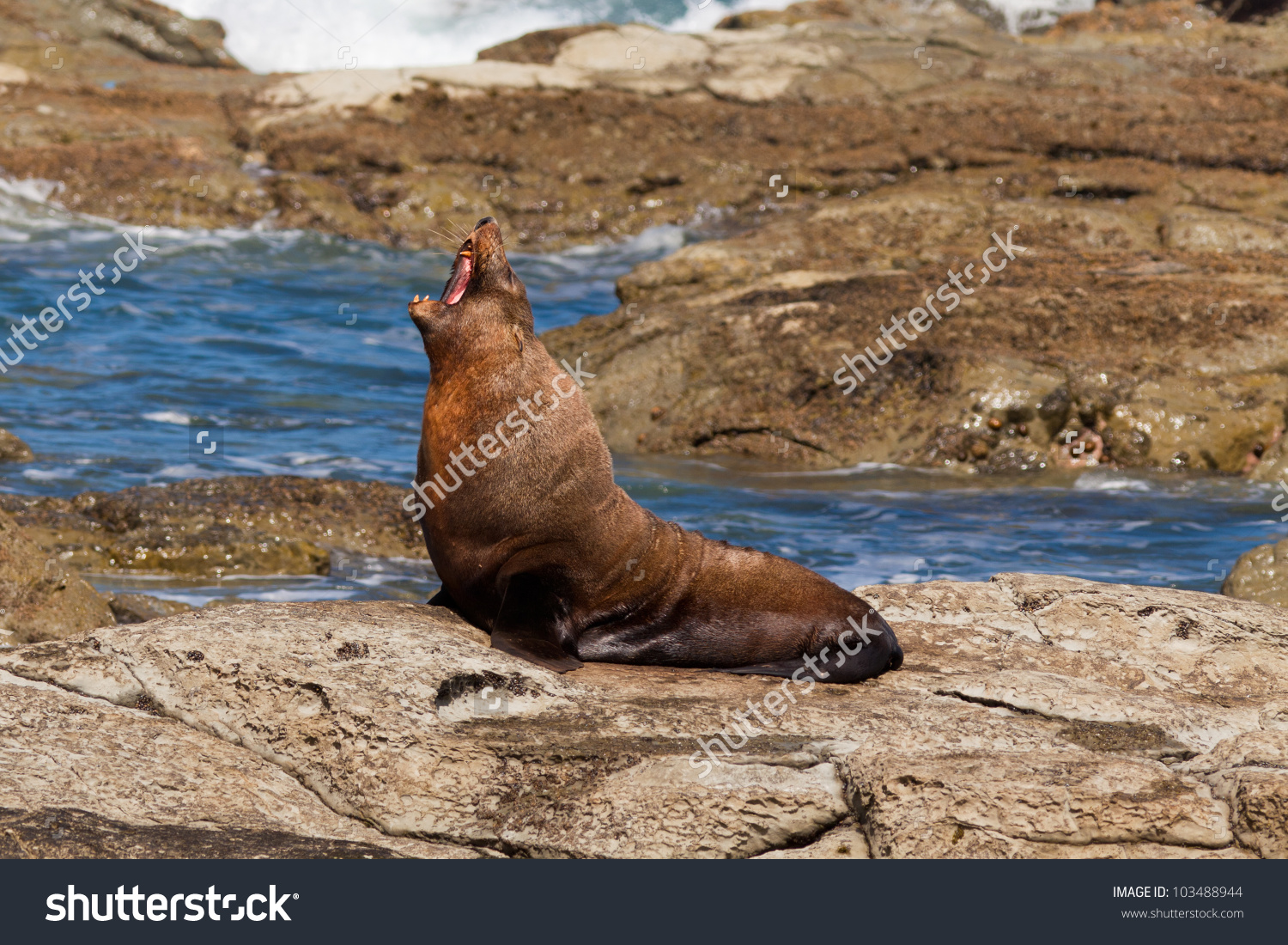Funny New Zealand Fur Seal, Arctocephalus Forsteri, Howling On.