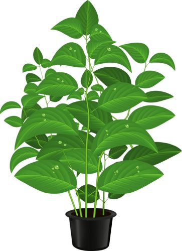 Pot Plant Clipart 20 Free Cliparts Download Images On Clipground 2024 