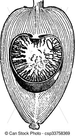 Clip Art Vector of Areca Nut or Areca catechu, vintage engraving.