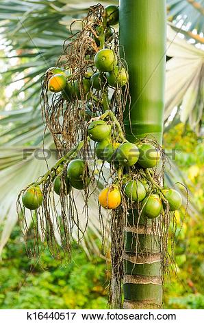 Picture of Closeup ripe areca nut or Areca catechu, raw betel nut.