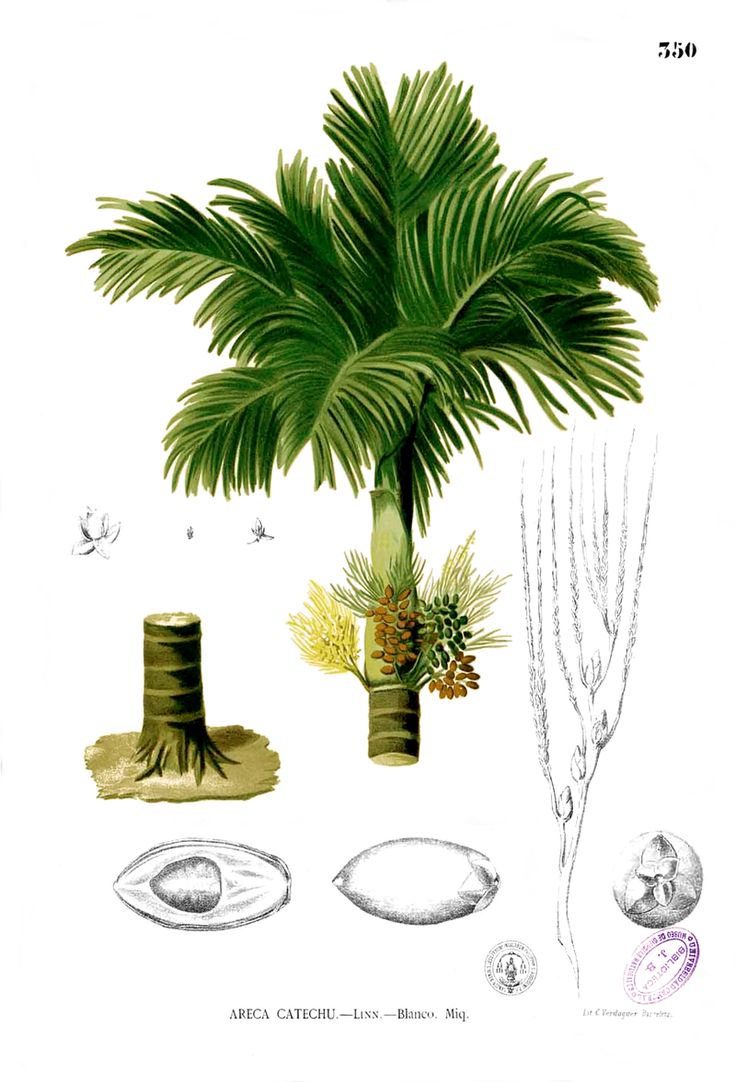 Areca catechu tree clipart 20 free Cliparts | Download images on ...