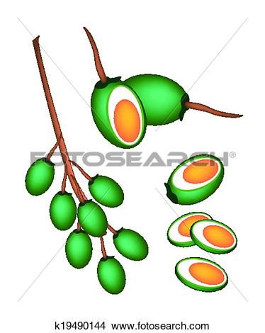 Clipart of Green Areca Nut Fruit on White Background k19490144.