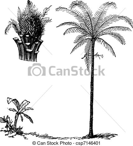 Arecaceae Illustrations and Stock Art. 78 Arecaceae illustration.