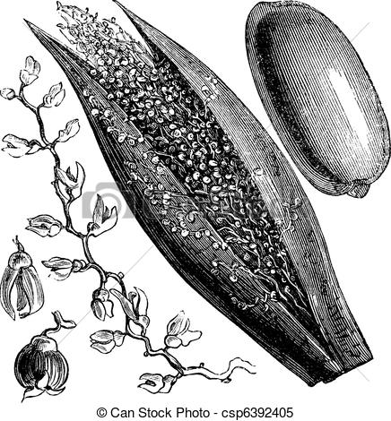 Arecaceae Clipart 3 