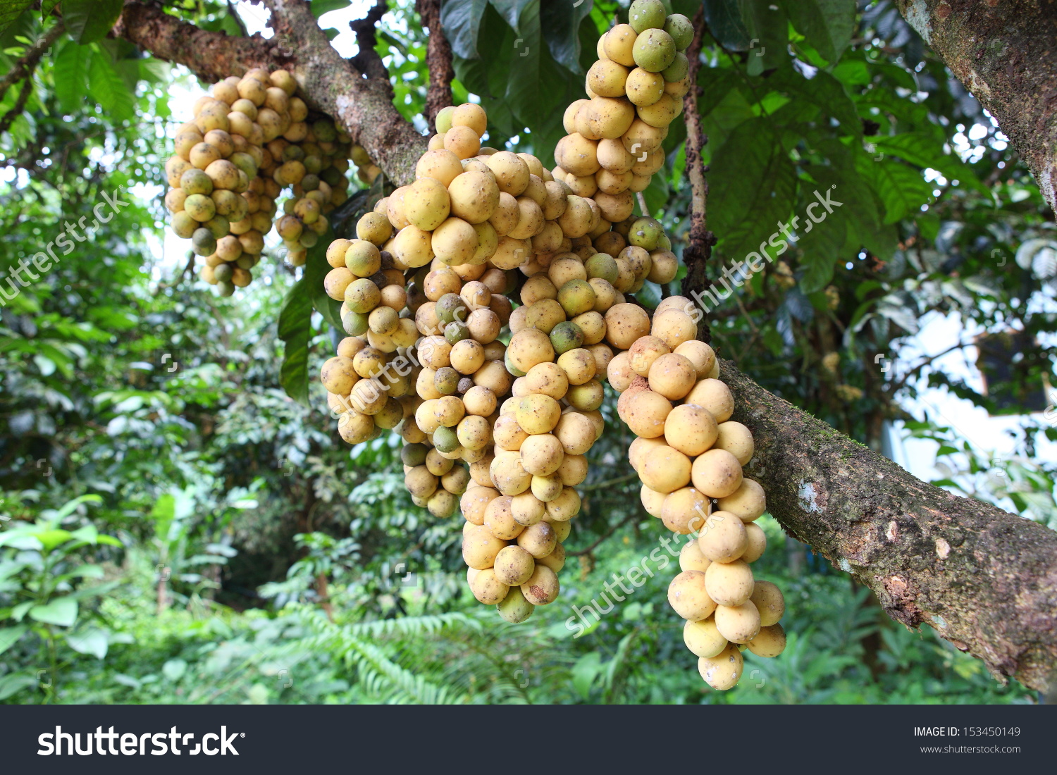 Long Gong Fruit On Tree Fruit Stock Photo 153450149.