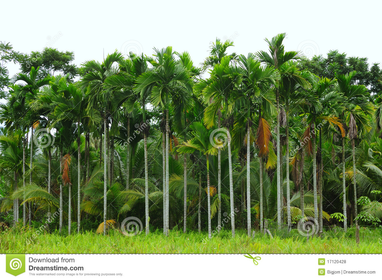Pinang Palm Tree Royalty Free Stock Photos.