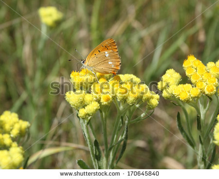 helichrysum Arenarium" Foto, immagini royalty.