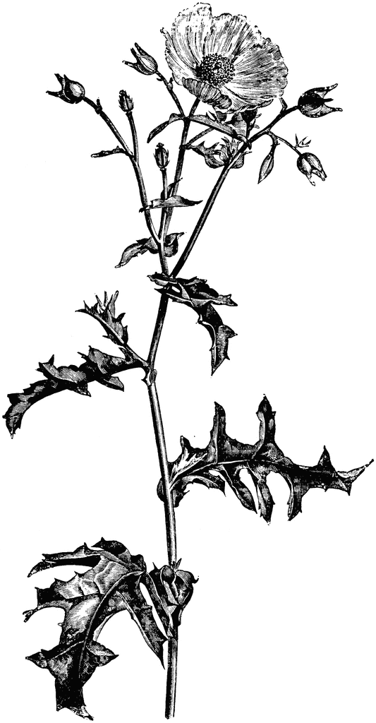 Inflorescence of Argemone Grandiflora.