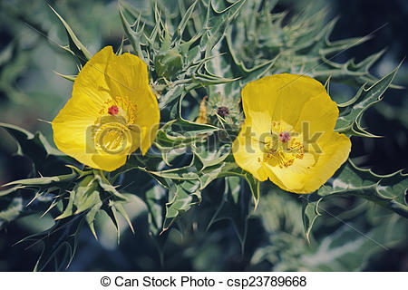 Stock Image of Argemone mexicana, Mexican poppy, Mexican prickly.