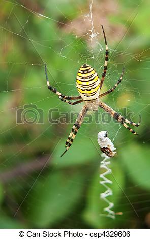 Stock Image of Garden spider.