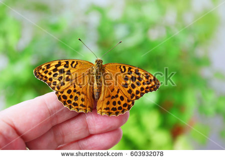 Argynnis Paphia Stock Images, Royalty.