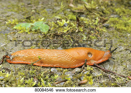 Stock Images of DEU, 2005: Large Black Slug, Greater Black Slug.