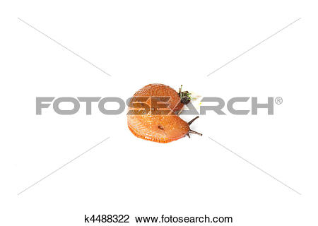 Stock Photo of Arion rufus.