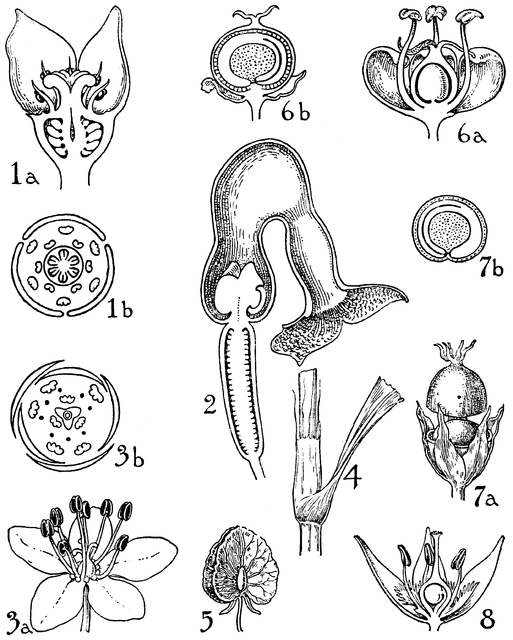 Aristolochiaceae Clipart 20 Free Cliparts Download Images On
