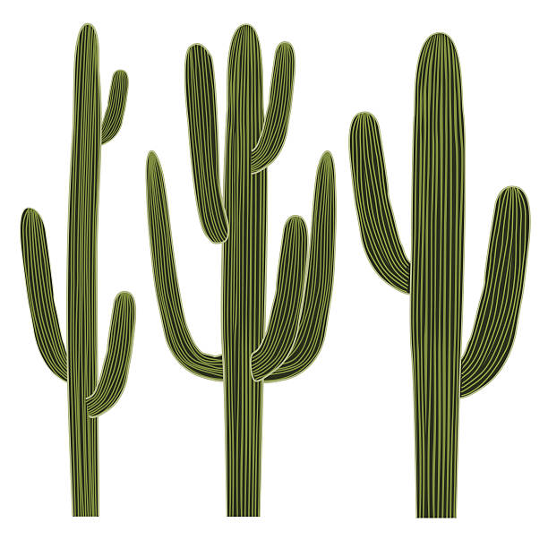 15 Not Burdensome Cactus Images Clip Art.