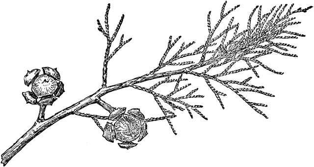 Branch of Arizona Cypress.