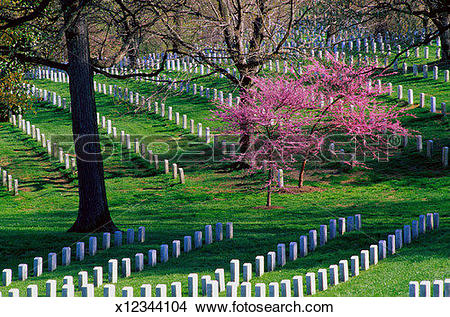 Stock Photo of Arlington National Cemetery x12344104.