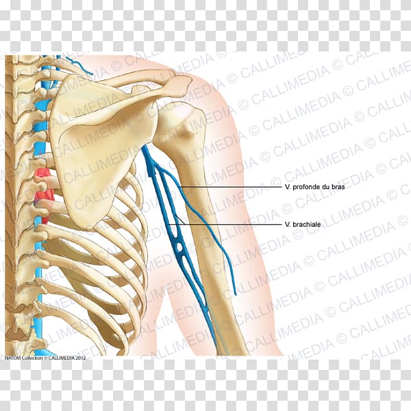 Shoulder Bone Coronal plane Anatomy Neck, arm transparent.